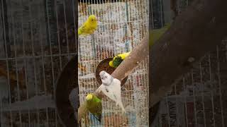 Love Birds Hatching - Week 01