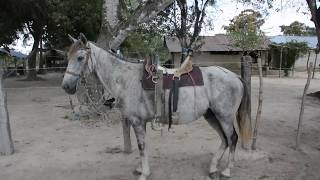 Algunos colores comunes en los caballos