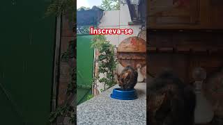 #gatos #yourcat #funny #pets #adote #cat #animal #animalspecies #viralvideo #gatofofo #naturelovers