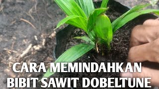 cara memindahkan bibit sawit dempet