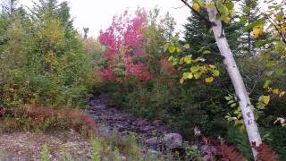 Fall Colours And Berries While Grouse Hunting