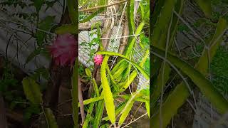 our dragon trees on our roof#dragon #dragontree #newvideo