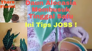 Daun Alocasia MEMBUSUK Tinggal Satu,Ini Tips JOSS