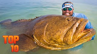 Top 10 Biggest Creatures Caught