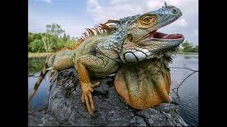 A Guide To Vital Aspects For Iguana