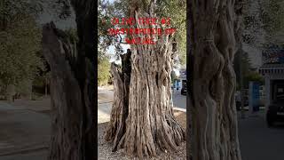 Olive tree #2. Masterpiece of Nature. #nature #shorts # respect