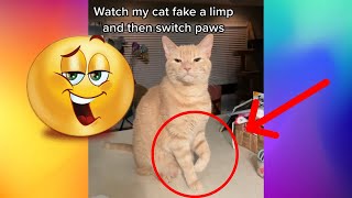 【FUNNY VIDEO】LOOK HOW THIS CAT FAKE A LIMP AND THEN CAUGHT SWITCHING PAWS!!!🤣