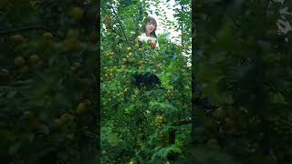 Beautiful Nature With Rural Life ~rural fruites#rurallife#nature‎@mashi_life #shorts