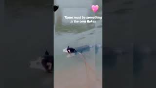 Elsa swimming #rajahmundry #husky #river 🐩🐕🐕‍🦺🐶