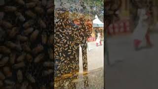 Honey bee 🐝 preserve in Mysore flower show