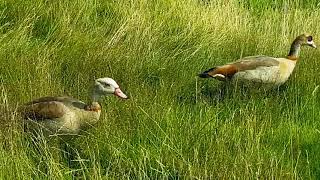 Meal Time for a Pair of Geese