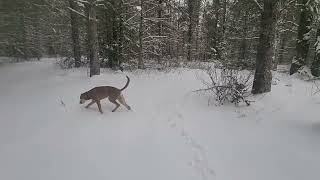 Rescued k 9 has a Dramatic experience  #koah first snow fall and walk threw the woods ..he loves it