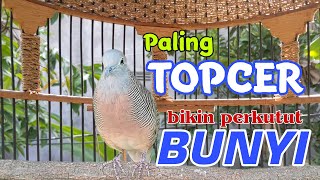 Pancingan Perkutut Paling Topcer Bikin Lawan Cepat Bunyi