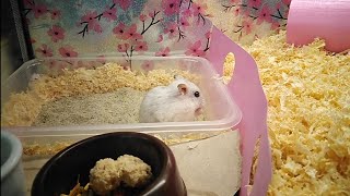 HAMSTER Cage Theme Pink GIRL Hamsterliefde