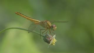 Jewels of Thane Creek - Marathi