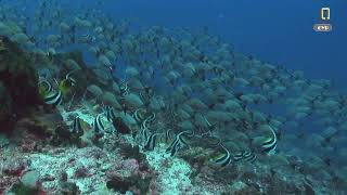 Underwater Wonders + Relaxing Music - Coral Reefs & Colorful Sea Life in UHD