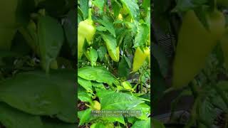 Vegetables growing in my small backyard garden 🤩