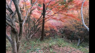 Fall Colors of the Citizen Forest, Aburayama Mountain, Fukuoka City November 2020 by bicycle.