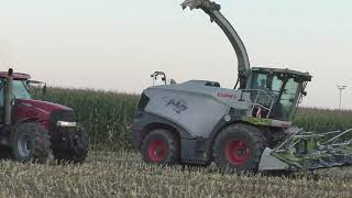 Die Raubkatze zurück im Mais   Claas Jaguar 970 mit Claas Orbis 750 beim Maishäckseln eine Fahrt von