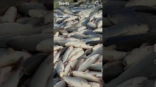 Fish Food 🐠🐋🐟 #fishing #viral #reels #shorts #trending