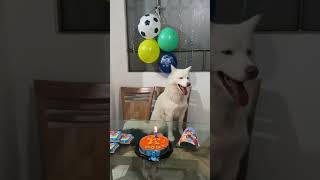 Primer añito de Max & Oggy 🐶 #viral #shorts