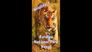 Best places to travel in Nepal 2022  wildlife nepal #shorts