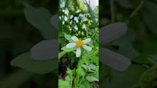 #Shorts Example of: 3D Flower and Vegetable Photos in My Small Garden