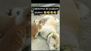 Helal mi 😂 #shorst #köpek #cat #sessizyazar #keşfet #love #öneçıkar #videos #kedi #dog #süt #yavru