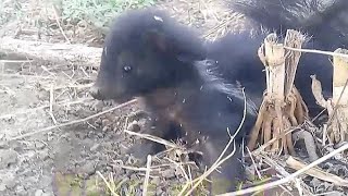 zorrillo comadreja hurón zorrino turón cagalera zarigüeya skunk orín ataca humano orinando pee pelo