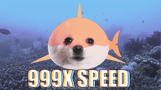 아기상어 상어가족 강아지 리믹스Dj Dog Speed 999X