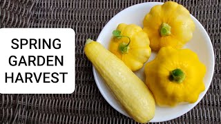 Spring Backyard Gardening Harvest - Abundant Vegetables