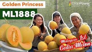 Malaysia FIRST Galia Melon: New Premium Segment for Melon Farmers!