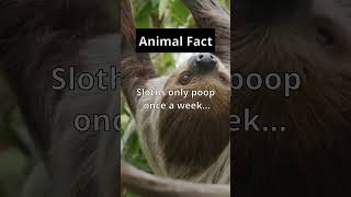 Animal Fact 🦥💩 the surprising bathroom habits of sloths! #AnimalFacts #NatureTrivia #Shorts