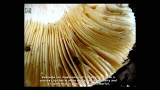 Russula vinosobrunnea . Champimaginatis. English Text.