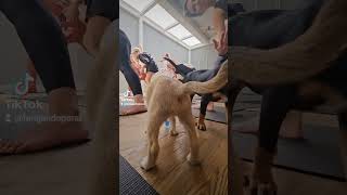 Já fez Yoga com cachorrinhos? #yogapet #puppyyoga #yoga #filhotes #filhotesdecachorro