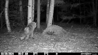 Fox with scabies. Spypoint FLEX trail camera