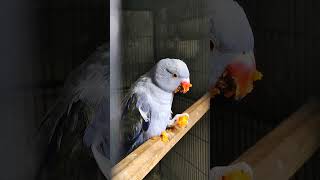 He is Having Carrot 😍 #parrot #টিয়া #টিয়াপাখি #ringneckparrot #irn #Violet #turquoise #pied #pale