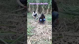 गन्ना वैरायटी 16202 बीज कटिंग स्टार्ट #sugarcane #farming