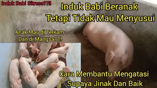 Babi Beranak Dan Tidak Mau Menyusui Anaknya|Anaknya Mau Diterkam|Beranak 11 Mati 2 Karena Dimangsa