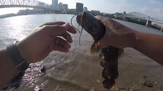 OHIO RIVER BANK FISHING(Newport,Ky) Camo FLATHEAD 5-28-19