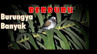 BERBURU BURUNG DI PERKEBUNAN SAWIT