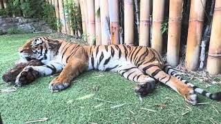 Each tiger’s has a unique pattern of stripes, helps them camouflage in their natural environment.