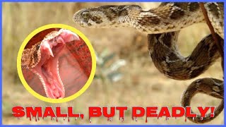 Small, But Deadly! | Saw-scaled viper | World's Most Deadliest Snake |  Venomous Snakes in the World