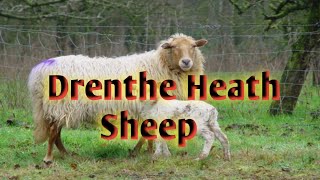 MAZING | Drenthe Heath Sheep | Ancient Breed of the Netherlands | ANIMAL | 4K