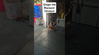 Ginger the Wayward Chicken