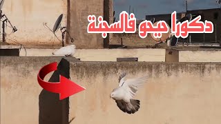 دكر سيفيانوس الجديد حيح فالسجنة توليعة صباحية ممتعة ❤️🔥