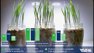 Efectele tratamentului sămânță WUXAL asupra răsăririi grâului