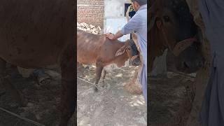 qurbani Ka janwer ( beautiful burbani in village side ) #qurbanistatus #comedy #funny #subscribe