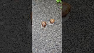 Poznań#Poznań snails after the rain#summer#poznań#miasto#doznań#warszawska#termy