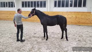 Lemilian Colt by Lord Europe - Florencio - Donnerhall